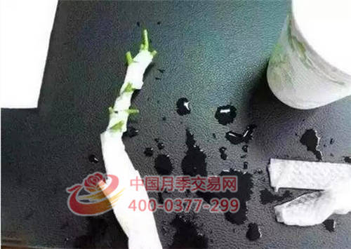 月季花扦插生根慢？教你一招快速生根法！(圖3)
